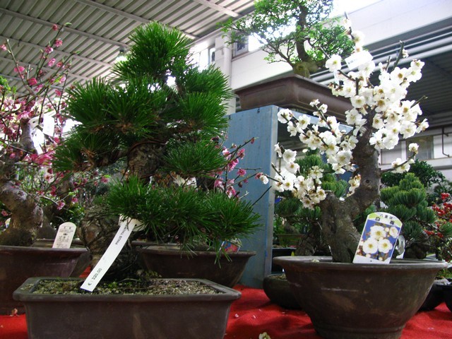 Bonsai