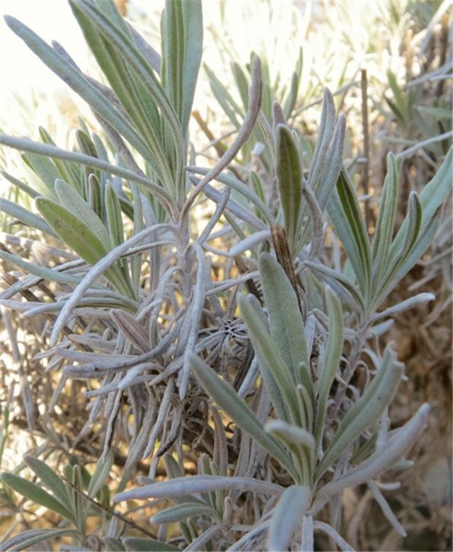 lavanda