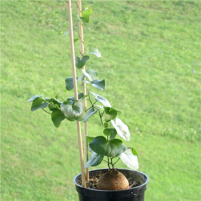 Dioscorea elephantipes  
