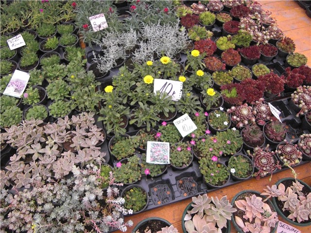 Florafest