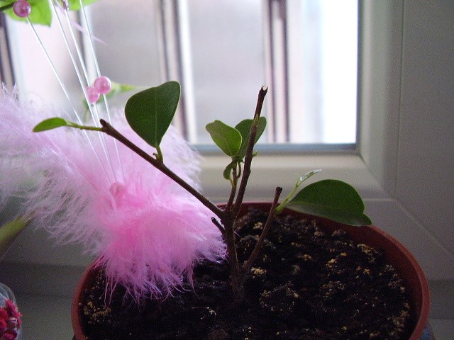 Bonsai