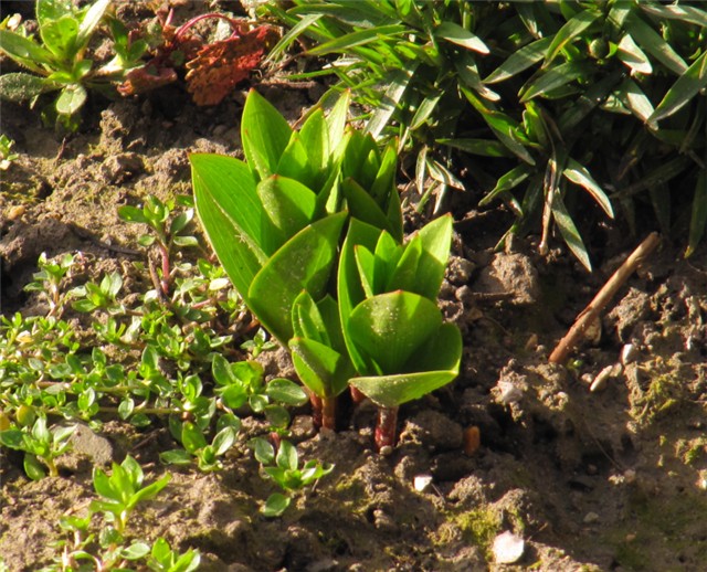 Carska kocavica