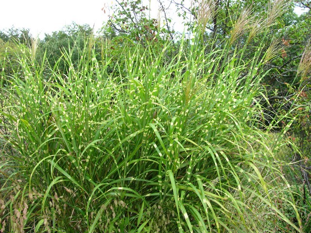  Miscanthus sinensis 'Zebrinus'