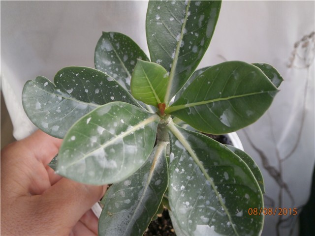 adenium thai socotranum