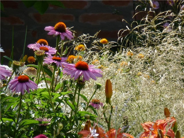 Roza echinacea+osunčana trava