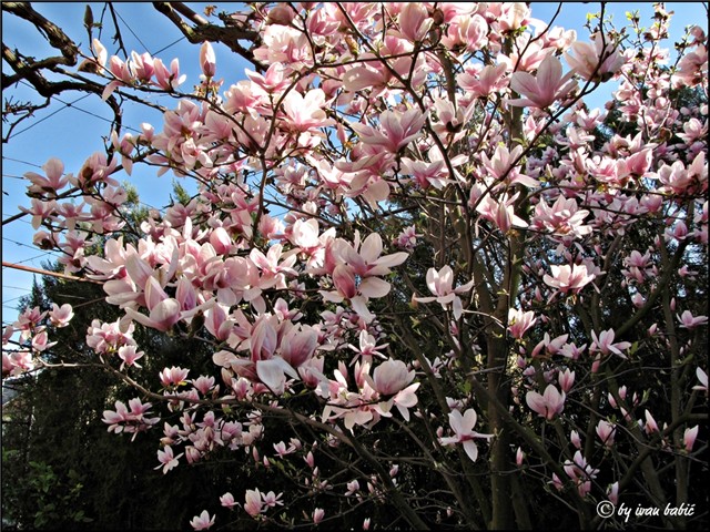 magnolija