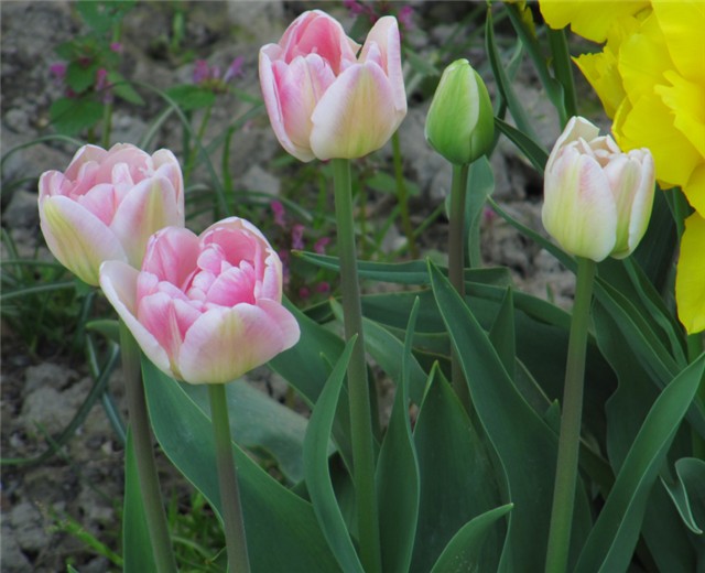 Tulipani