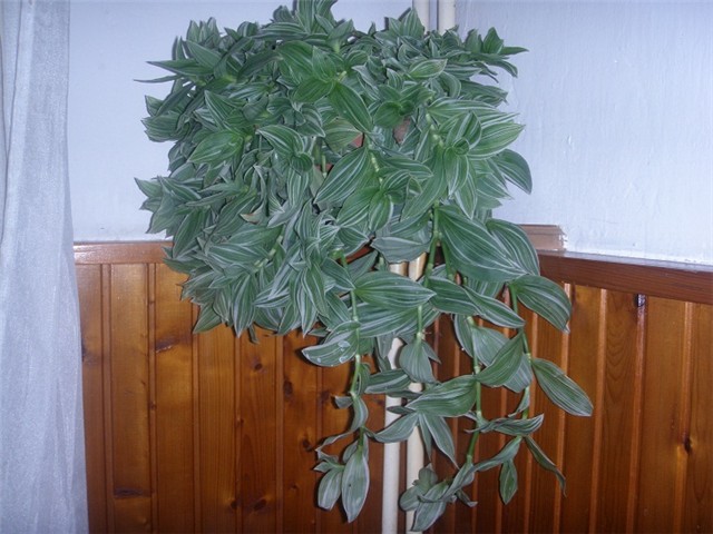 puzavci