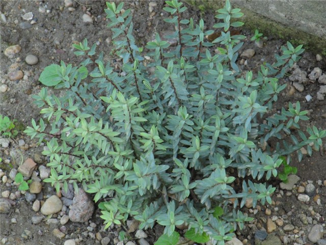 Kamenjar