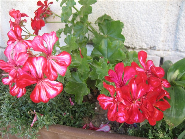 Pelargonije/2