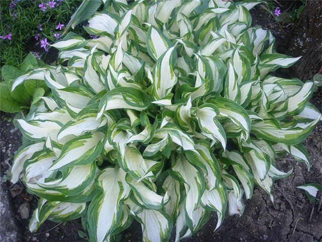 hosta