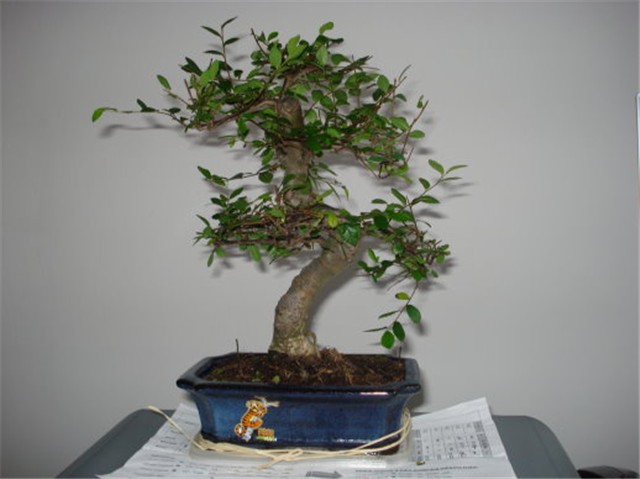 bonsai