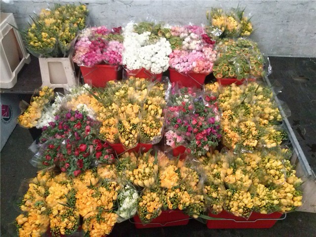 ranunkule,anemone,frezije,