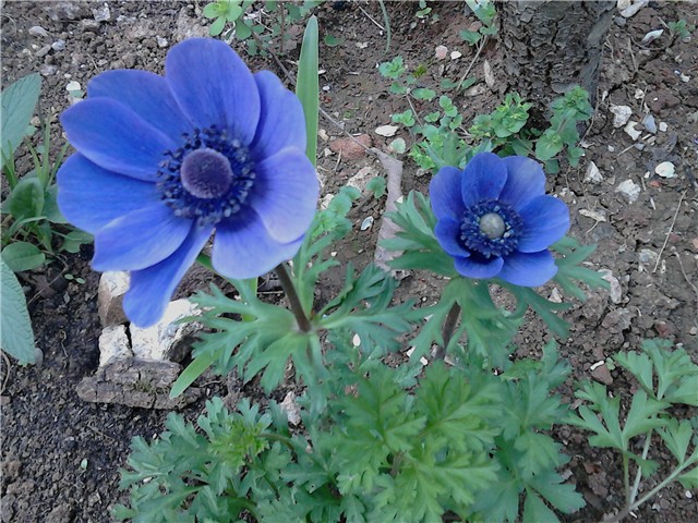 Anemone coronaria MrFokker