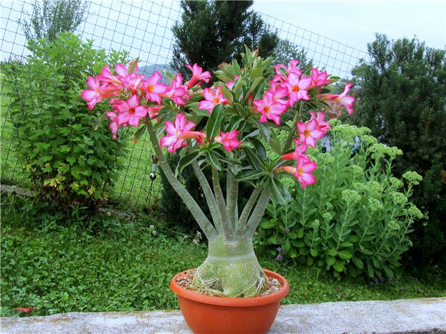 Adenium 