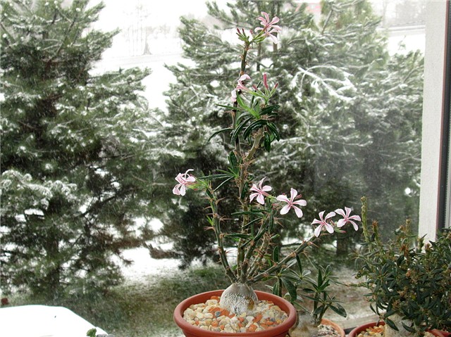 Pachypodium succulentum