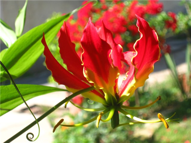 gloriosa