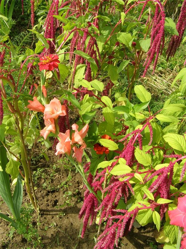 Gladiola i ščir