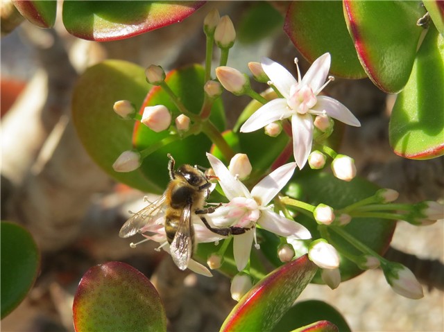 crassula and bee