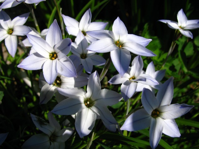 Ipheion uniflorum