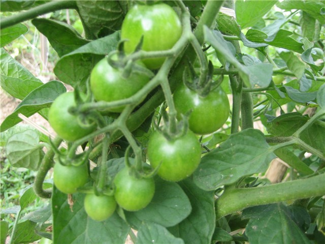 Rajčica cherry
