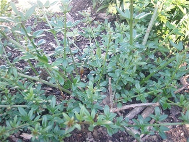 zimski jasmin