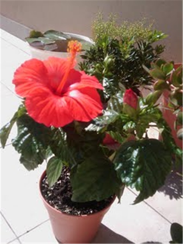 Hibiskus