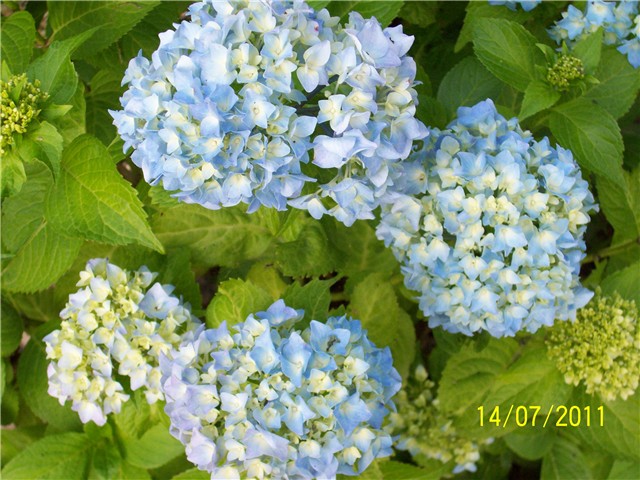 Hortenzija plava