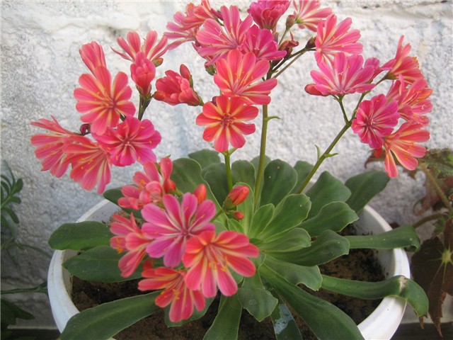 Lewisia