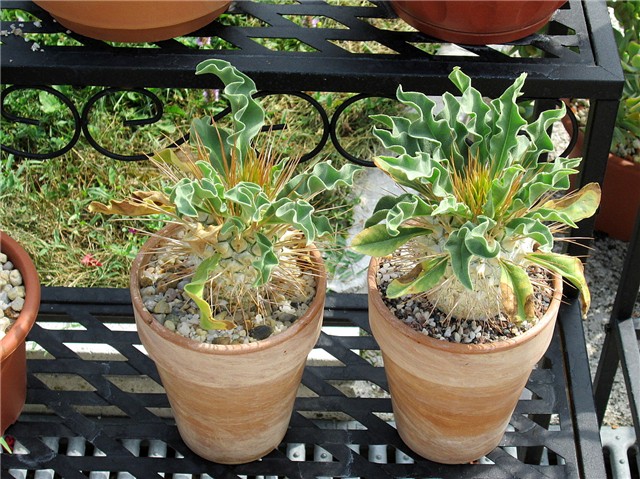 pachypodium namaquanum