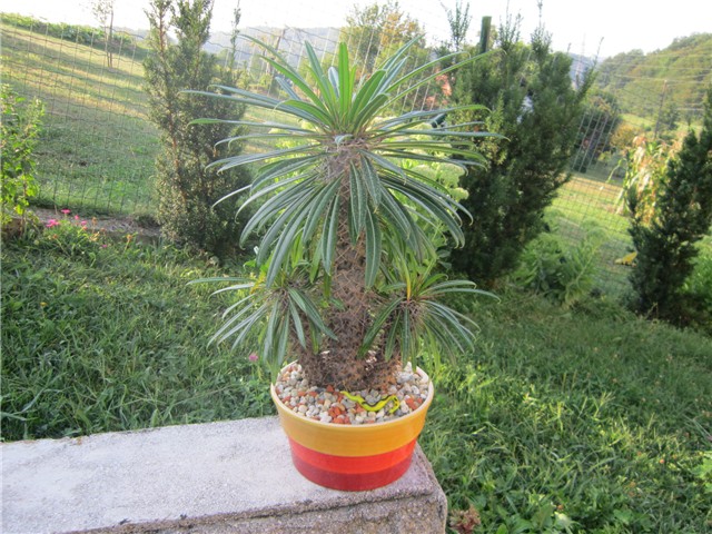Pachypodium lamerei