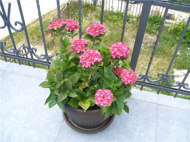 hortenzija