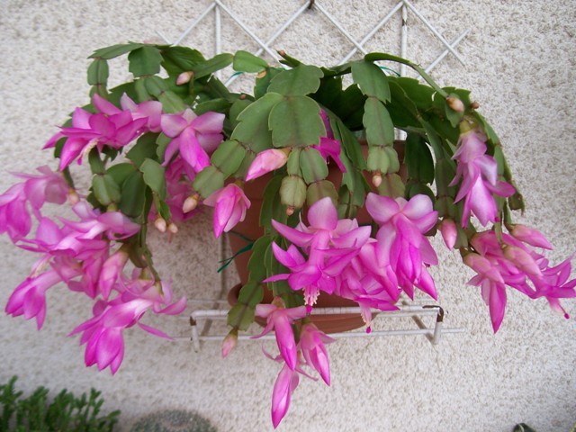 moje biljčice