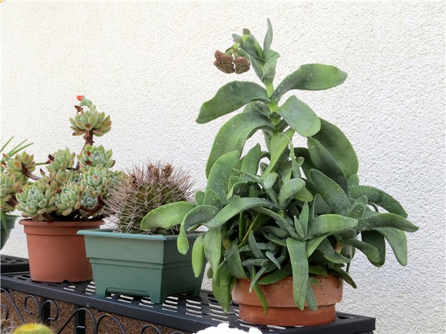 Crassula falcata
