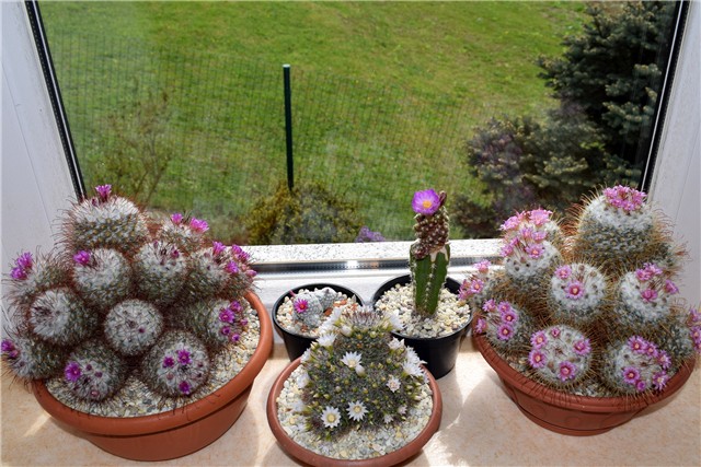mammillarias