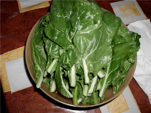 srebrnolisna blitva