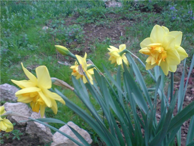 narcisi