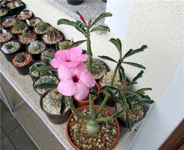 Adenium swazicum 