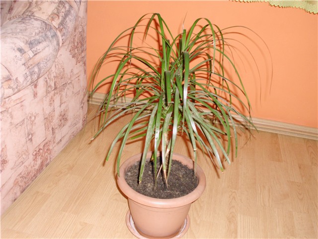 dracena