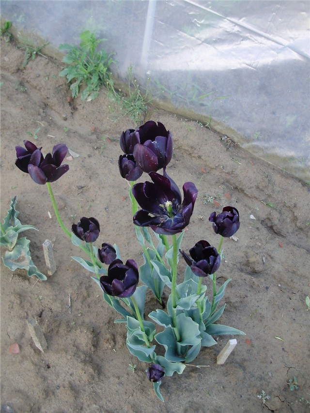 tulipani