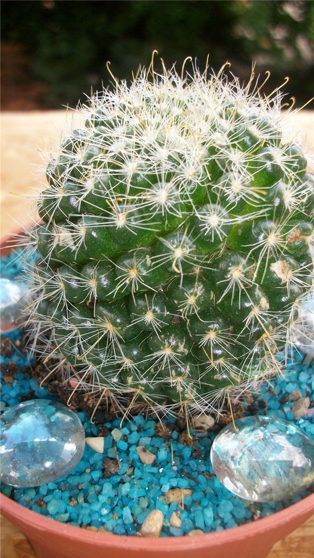 kaktus