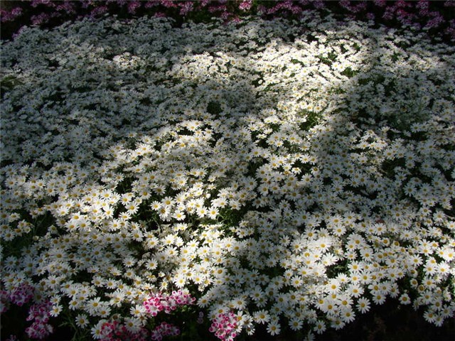 Flora Art Zagreb
