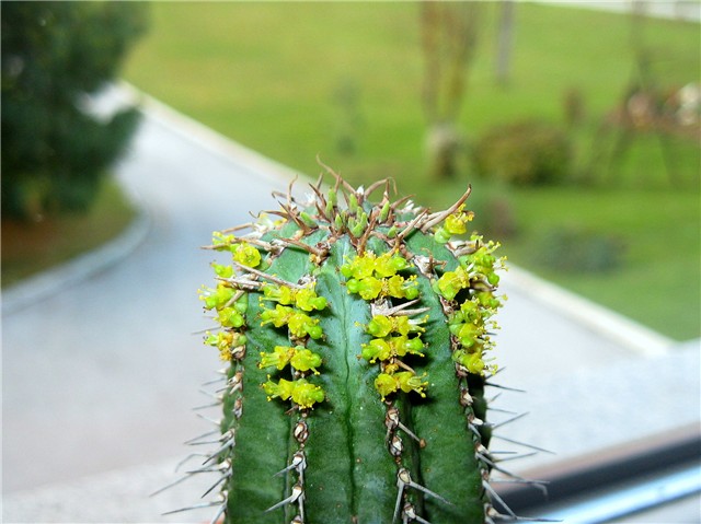 Euphorbia fruticosa