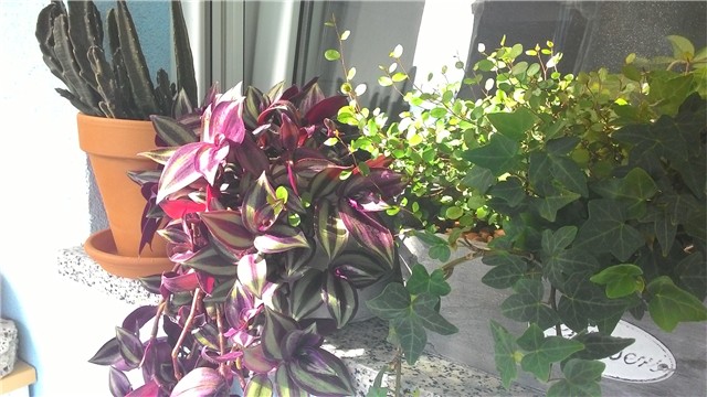 moj balkon