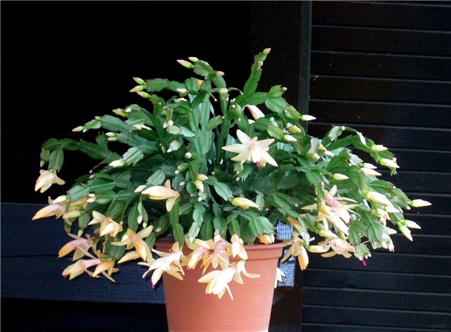 Schlumbergera