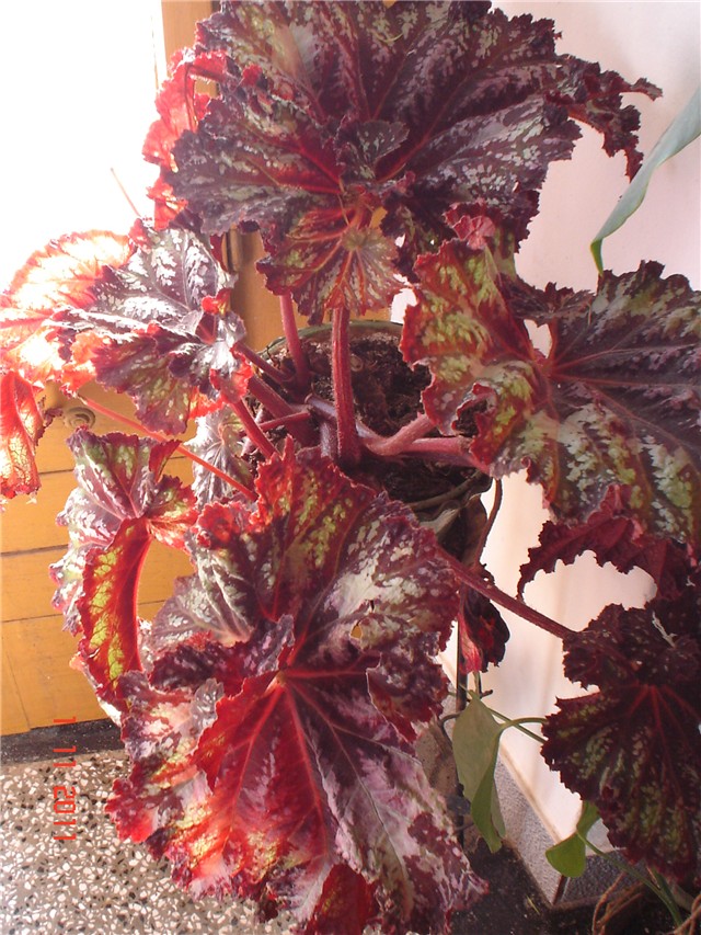 begonia