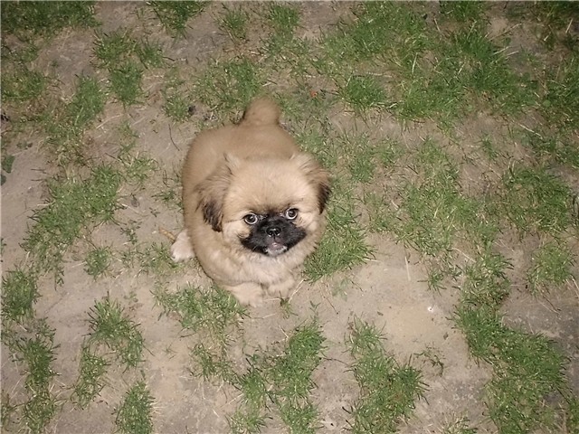Đurđa1