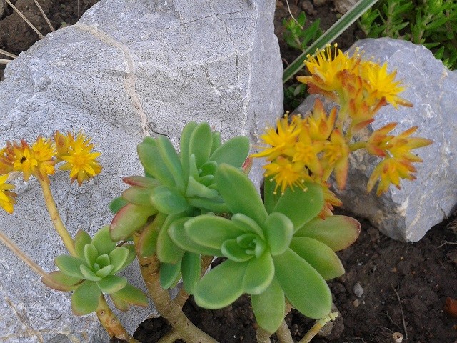 sedum palmeri