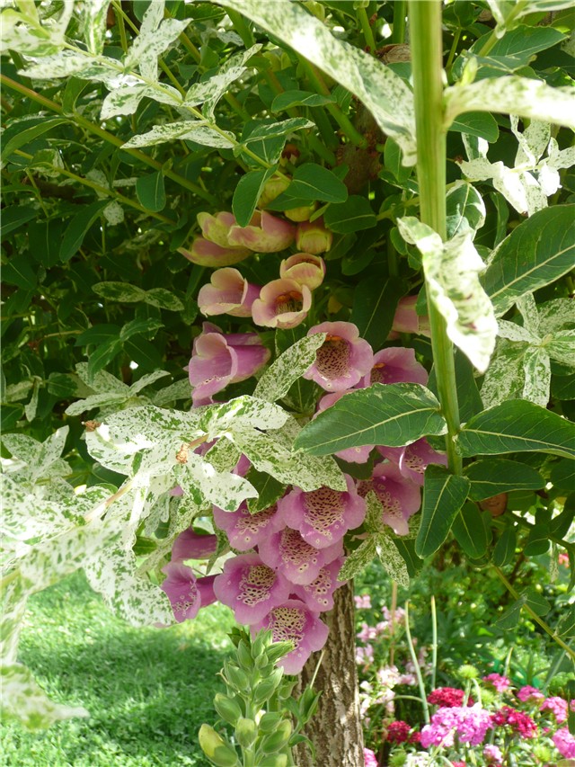 digitalis