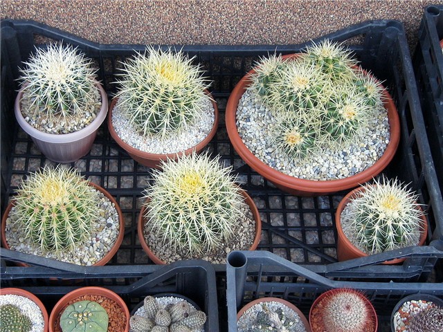 echinocactus grusonii 